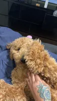 Mylo, a male Poodle - Standard  for sale in Tampa, FL – 1 of 7