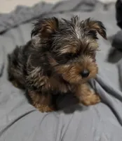 Blue, a male Yorkshire Terrier for sale in Owasso, OK – Photo 3 of 6