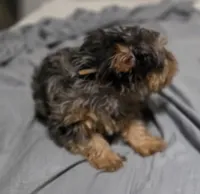 Blue, a male Yorkshire Terrier for sale in Owasso, OK – Photo 4 of 6