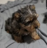 Blue, a male Yorkshire Terrier for sale in Owasso, OK – Photo 2 of 6