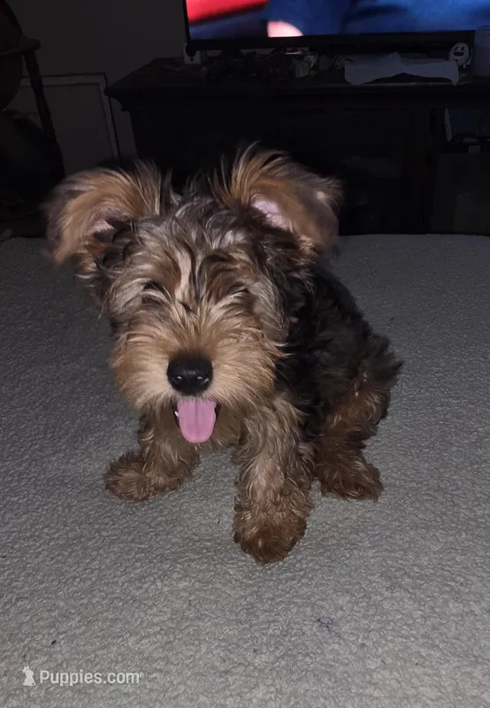 Blue – Yorkshire Terrier puppy for sale in Owasso, OK