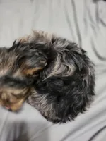 Blue, a male Yorkshire Terrier for sale in Owasso, OK – Photo 5 of 6