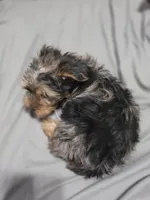 Blue, a male Yorkshire Terrier for sale in Owasso, OK – Photo 6 of 6