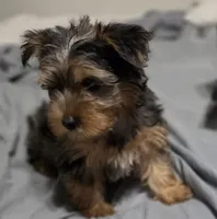 Blue, a male Yorkshire Terrier for sale in Owasso, OK – Photo 1 of 6