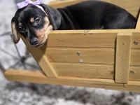 Sunny (Yellow), a female Miniature Dachshund for sale in Chula Vista, CA – 1 of 3