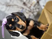 Pumpkin (Orange), a female Miniature Dachshund for sale in Chula Vista, CA – 3 of 3