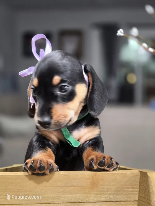 Olive (Green) – Miniature Dachshund puppy for sale in Chula Vista, CA