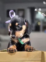 Olive (Green), a female Miniature Dachshund for sale in Chula Vista, CA – 1 of 3