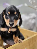 Carmela (Tan), a female Miniature Dachshund for sale in Chula Vista, CA – 3 of 4