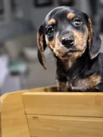 Leopard, a male Miniature Dachshund for sale in Chula Vista, CA – 2 of 3
