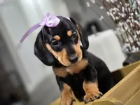 Pumpkin (Orange), a female Miniature Dachshund for sale in Chula Vista, CA – 1 of 3