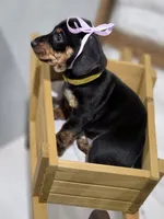 Sunny (Yellow), a female Miniature Dachshund for sale in Chula Vista, CA – 3 of 3