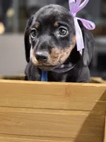 Sky (Blue), a female Miniature Dachshund for sale in Chula Vista, CA – 2 of 3