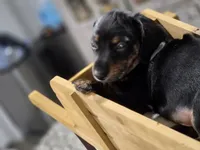 Bear (White), a male Miniature Dachshund for sale in Chula Vista, CA – 2 of 4
