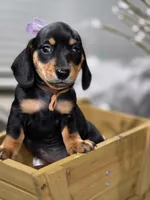 Carmela (Tan), a female Miniature Dachshund for sale in Chula Vista, CA – 2 of 4