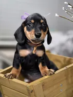 Carmela (Tan), a female Miniature Dachshund for sale in Chula Vista, CA – 4 of 4