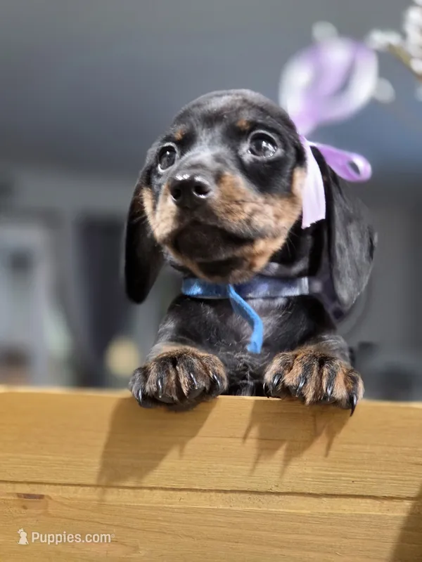 Sky (Blue) – Miniature Dachshund puppy for sale in Chula Vista, CA