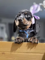 Sky (Blue), a female Miniature Dachshund for sale in Chula Vista, CA – 1 of 3