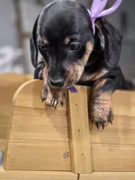 Rain (Purple), a female Miniature Dachshund for sale in Chula Vista, CA – 2 of 4