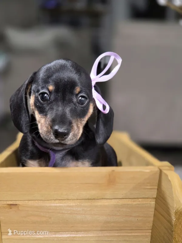 Rain (Purple) – Miniature Dachshund puppy for sale in Chula Vista, CA