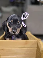 Rain (Purple), a female Miniature Dachshund for sale in Chula Vista, CA – 1 of 4