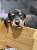Leopard, a male Miniature Dachshund for sale in Chula Vista, CA – 1 of 3