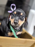 Olive (Green), a female Miniature Dachshund for sale in Chula Vista, CA – 2 of 3