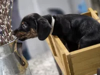 Bear (White), a male Miniature Dachshund for sale in Chula Vista, CA – 3 of 4
