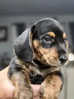 Leopard, a male Miniature Dachshund for sale in Chula Vista, CA – 3 of 3