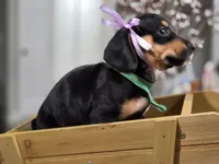 Olive (Green), a female Miniature Dachshund for sale in Chula Vista, CA – 3 of 3