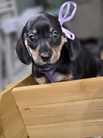 Rain (Purple), a female Miniature Dachshund for sale in Chula Vista, CA – 3 of 4