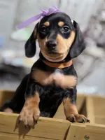 Pumpkin (Orange), a female Miniature Dachshund for sale in Chula Vista, CA – 2 of 3