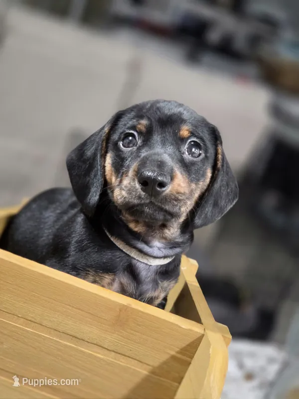Bear (White) – Miniature Dachshund puppy for sale in Chula Vista, CA