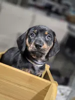 Bear (White), a male Miniature Dachshund for sale in Chula Vista, CA – 1 of 4