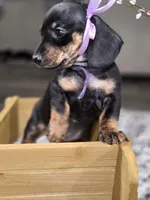 Rain (Purple), a female Miniature Dachshund for sale in Chula Vista, CA – 4 of 4
