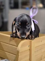 Sky (Blue), a female Miniature Dachshund for sale in Chula Vista, CA – 3 of 3