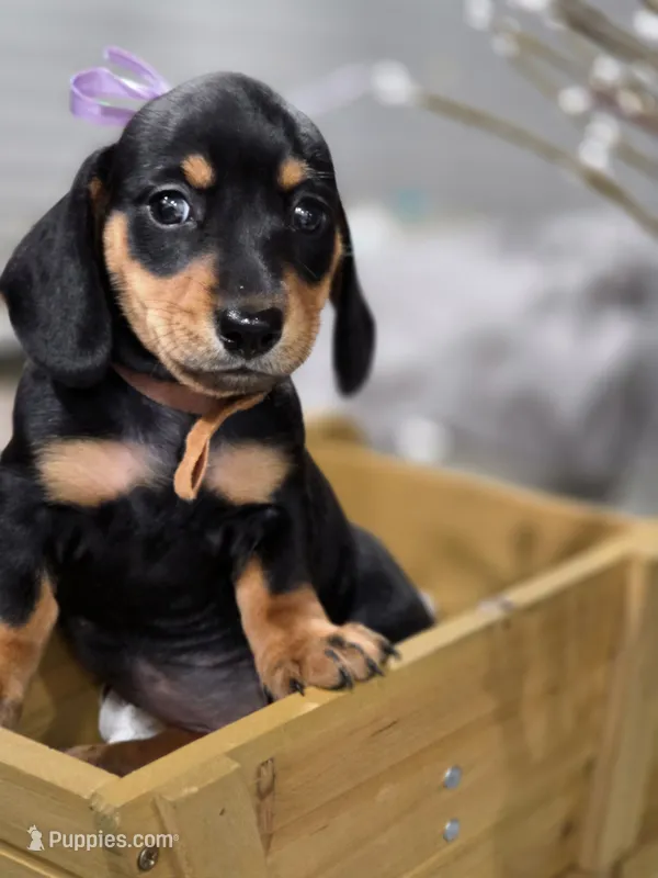 Carmela (Tan) – Miniature Dachshund puppy for sale in Chula Vista, CA