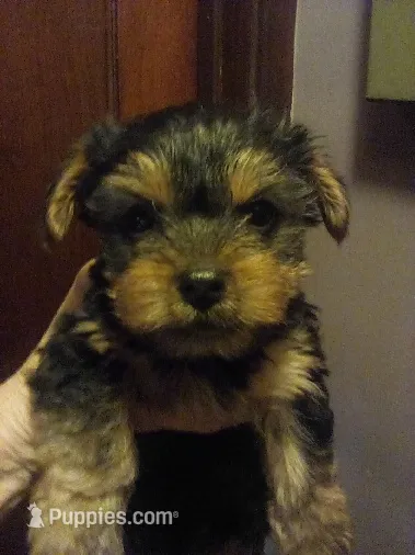 Dlow – Yorkshire Terrier puppy for sale in Oak Brook, IL