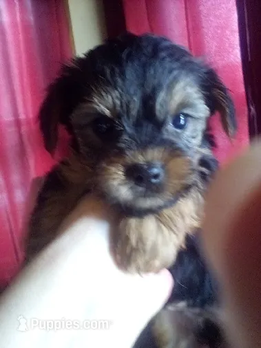 Miller  – Yorkshire Terrier puppy for sale in Oak Brook, IL