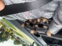 Beet & Root, a male Yorkshire Terrier for sale in Oak Brook, IL – 1 of 1