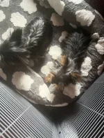 Lulu and mama , a female Yorkshire Terrier for sale in Oak Brook, IL – Photo 2 of 3