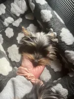 Lulu and mama , a female Yorkshire Terrier for sale in Oak Brook, IL – Photo 3 of 3