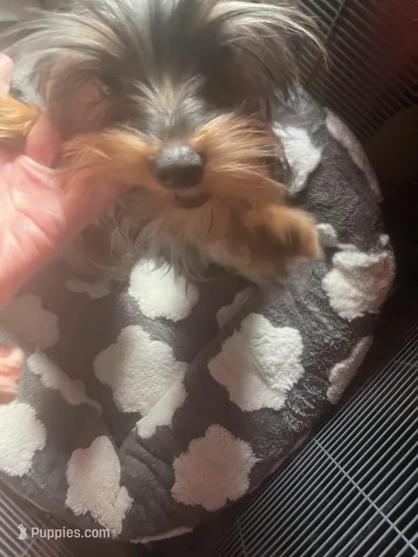 Lulu and mama  – Yorkshire Terrier puppy for sale in Oak Brook, IL