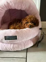 Mike , a male Poodle - Toy  for sale in Frankfort, IL – 1 of 1