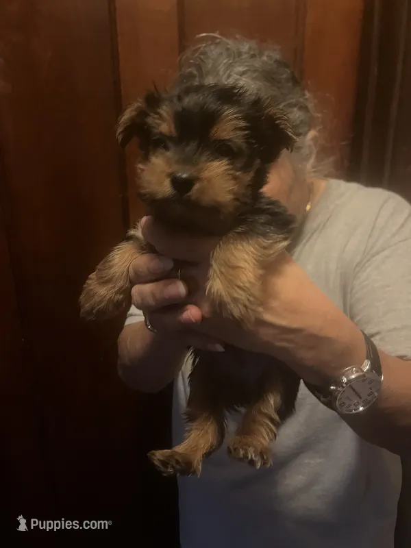 Lily  – Yorkshire Terrier puppy for sale in Oak Brook, IL