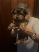 Lily , a female Yorkshire Terrier for sale in Oak Brook, IL – 1 of 1
