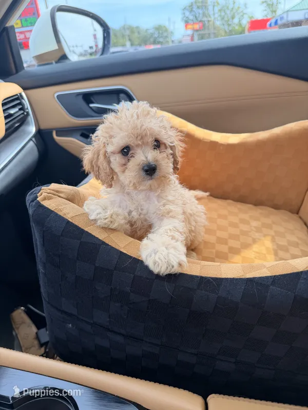 Pete – Miniature Goldendoodle puppy for sale in Oak Brook, IL
