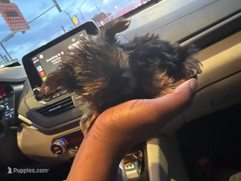 Doll – Yorkshire Terrier puppy for sale in Oak Brook, IL