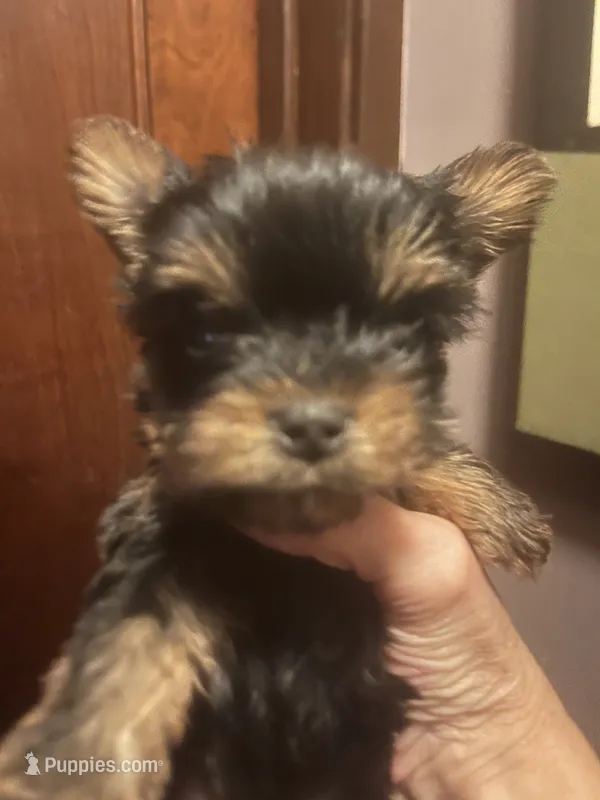 Beet – Yorkshire Terrier puppy for sale in Oak Brook, IL