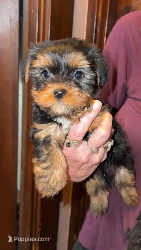 Skunk – Yorkshire Terrier puppy for sale in Oak Brook, IL
